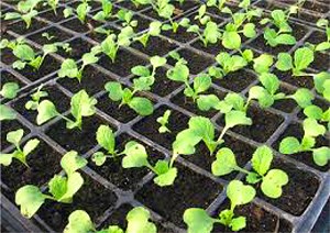 Palántavásár Küngösön 2015