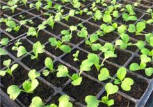 Palántavásár Küngösön 2015